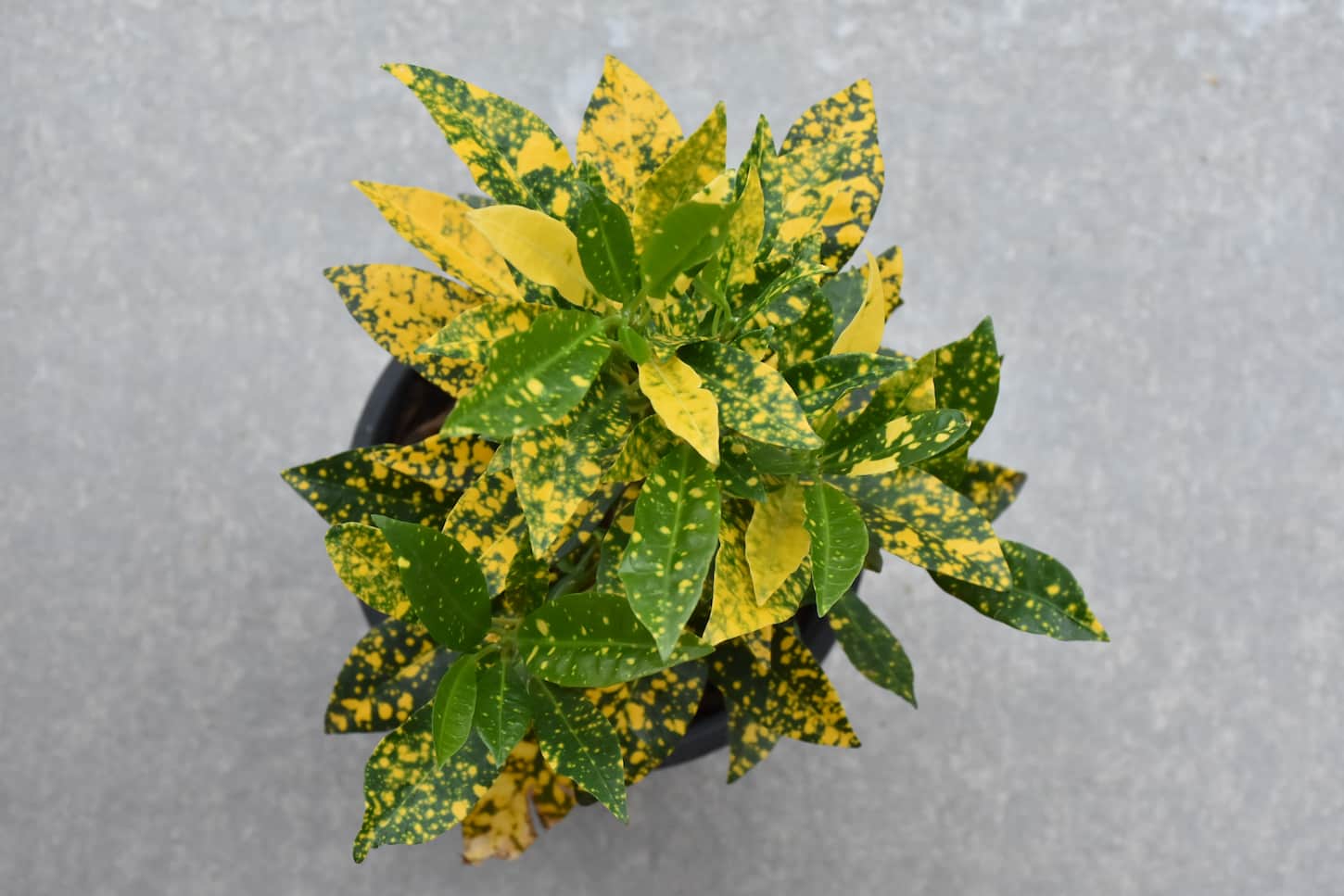 An image of a gold dust croton plant growing in a pot.