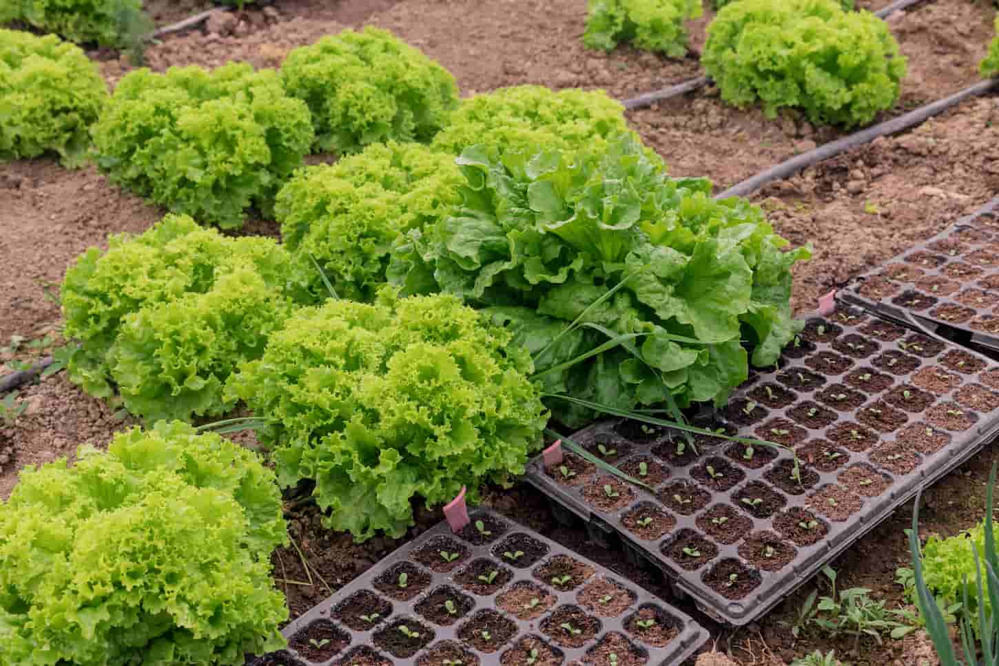 An image of green lettuce growing in the greenhouse with a drip irrigation system.