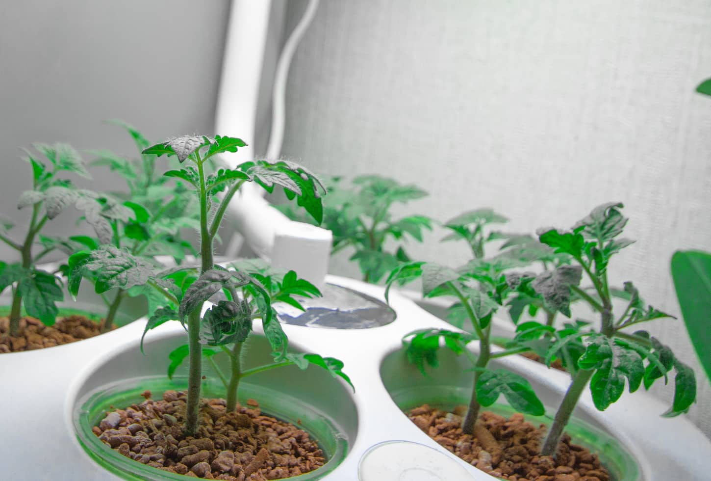 An image of tomato seedlings, small shoots in pots under a garden lamp.