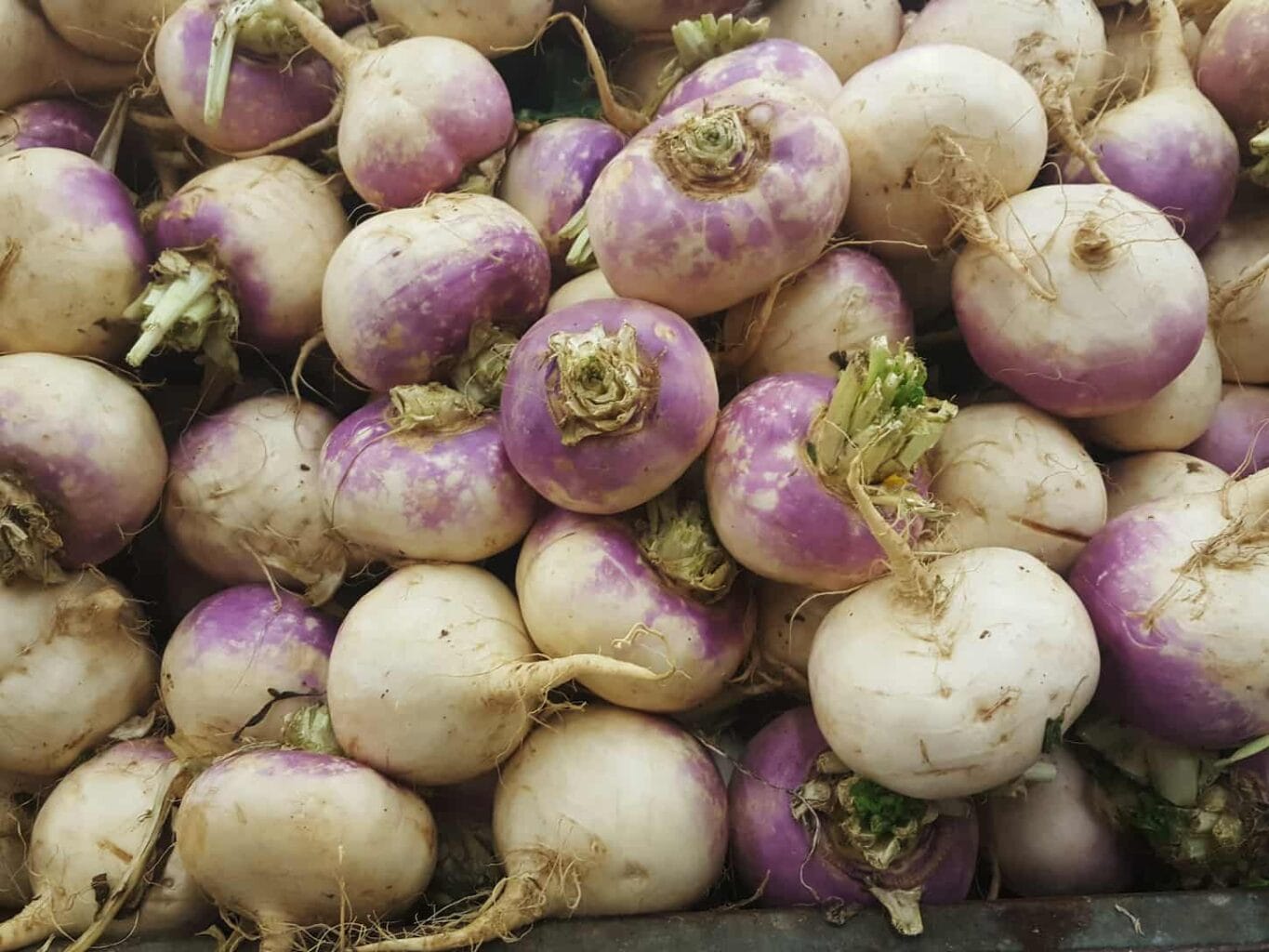 An image of a heap of purple top turnips.