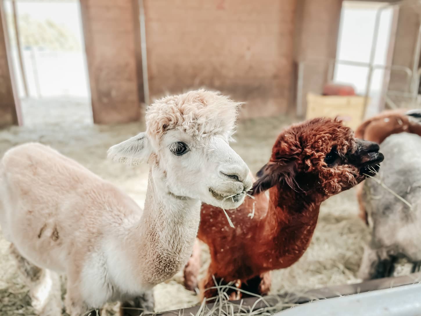 An image of different color Llamas on the farm eating hay.