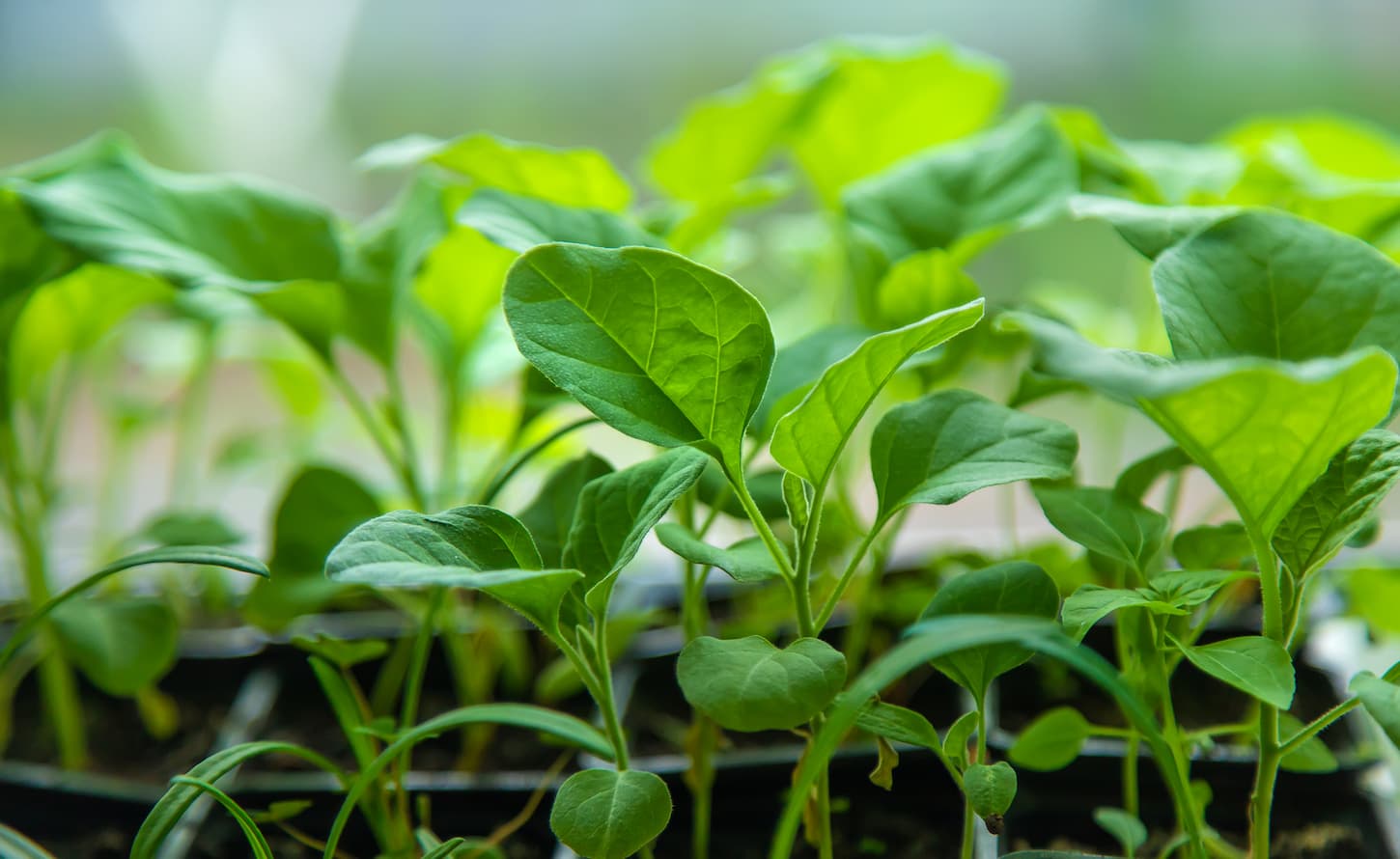 An image of eggplant seedlings growing indoors in spring.