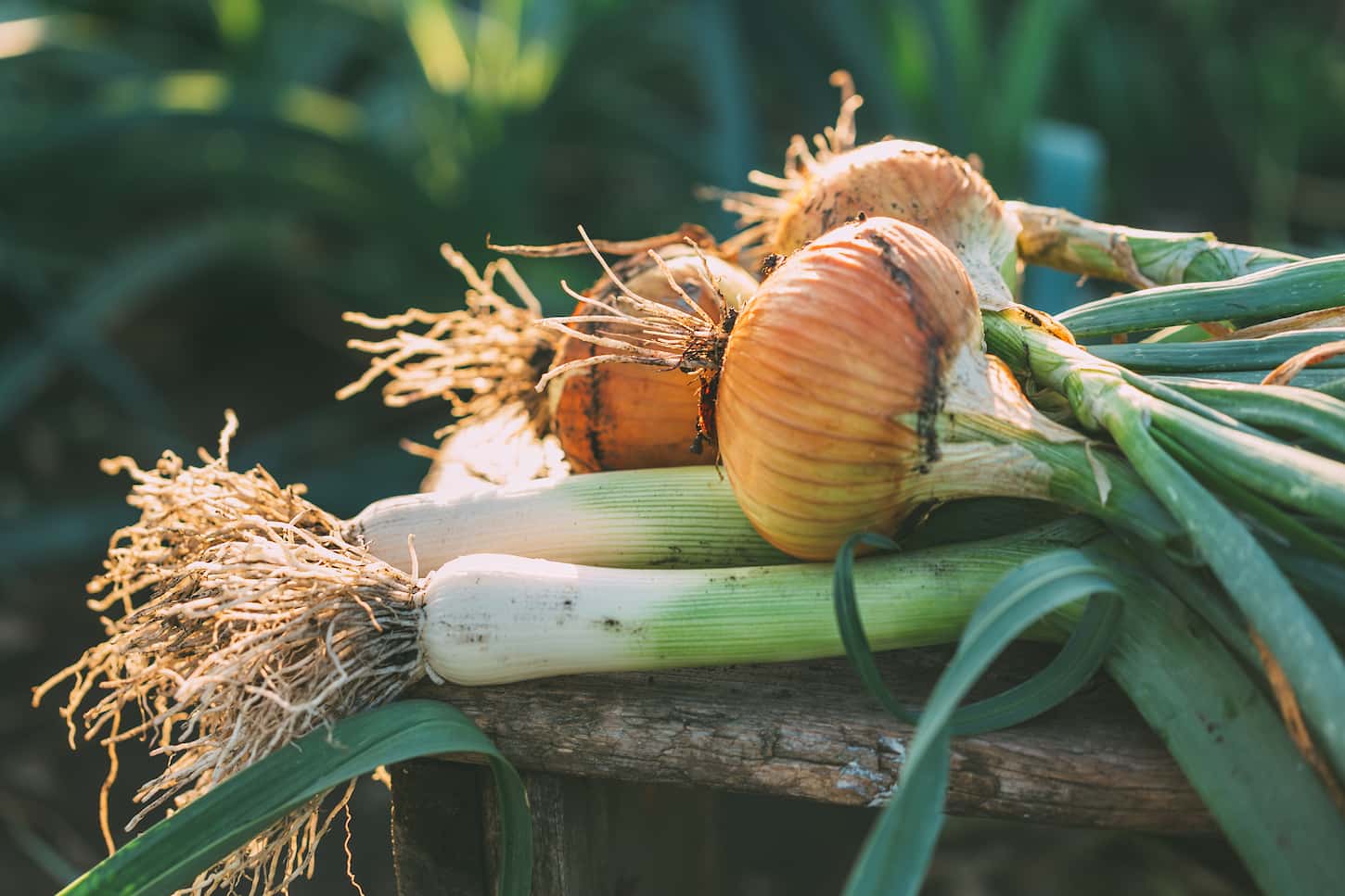 An image of organic onions of different types on a wooden table in the garden.