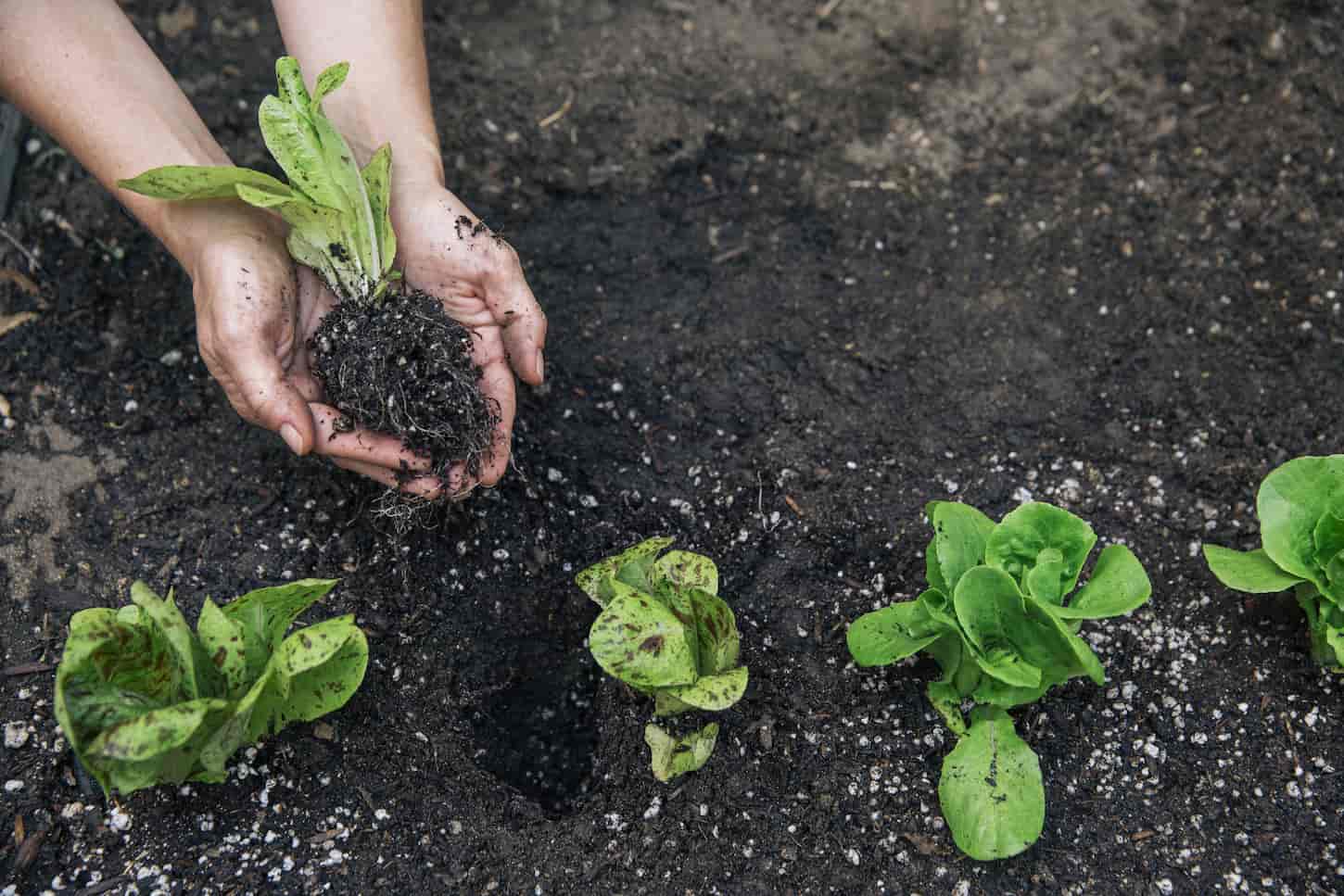 An image of an overhead view of a woman holding a spinach plant in cupped hands on the field.
