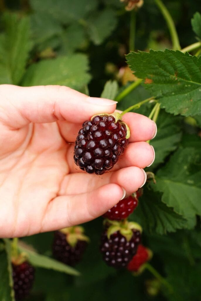 An image of soft fruit berries.