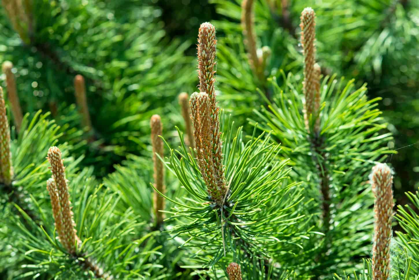 An image of a pine tree with fresh sprouts.