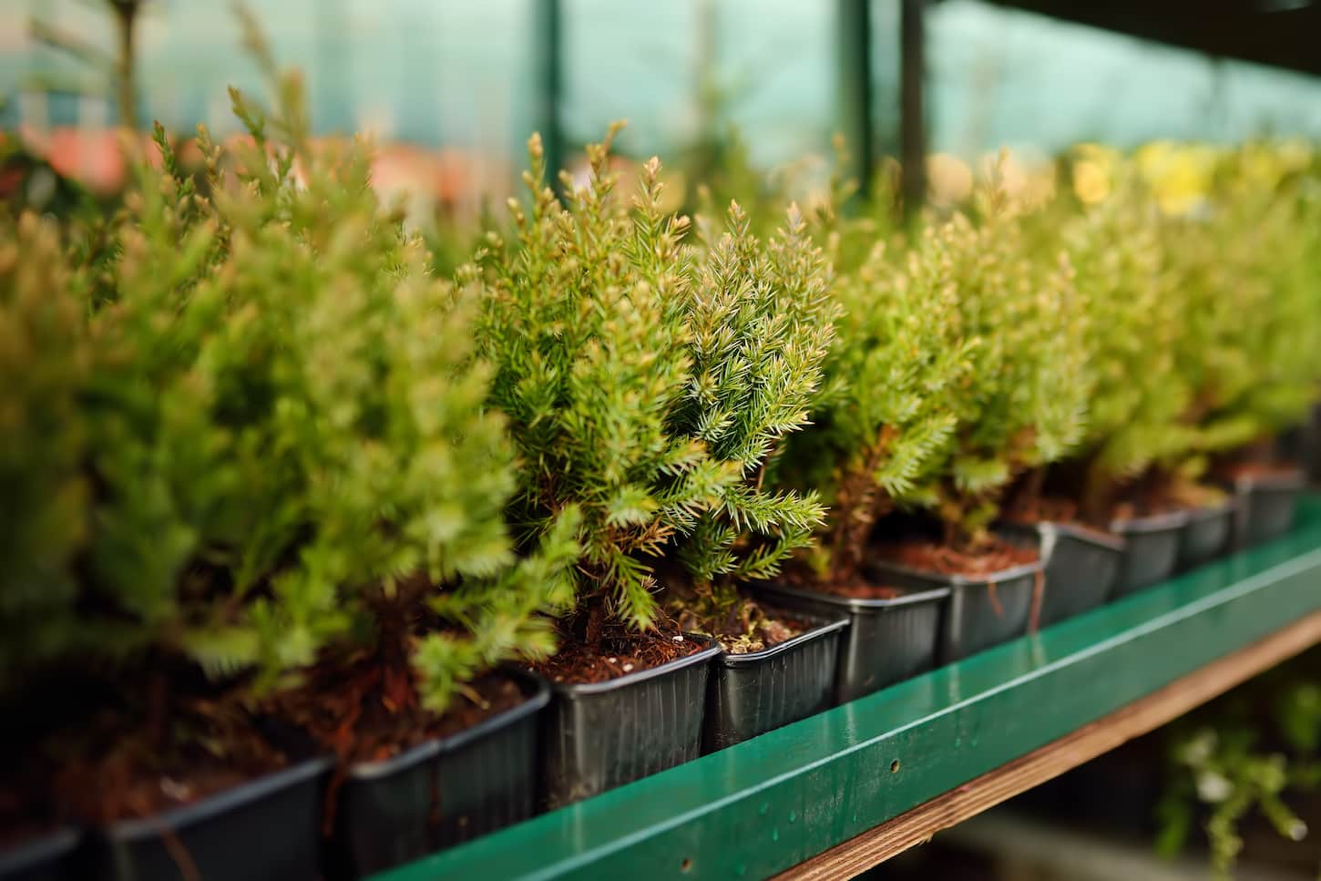 An image of plant seedlings piled in a garden bed.