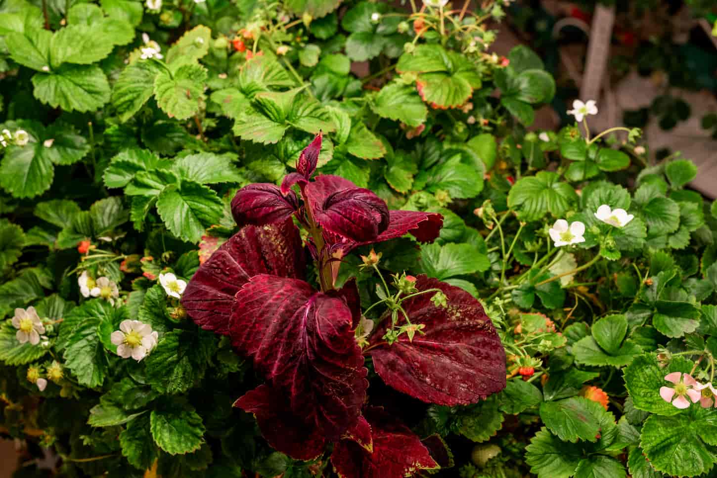 An image of red leaves growing among green berry plants with blooming flowers.