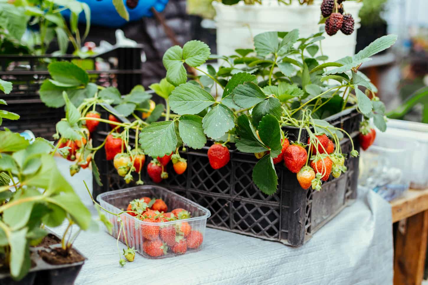 An image of strawberry seedlings plants in a box at a farmers market, or garden shop. Strawberry seedlings in the garden.