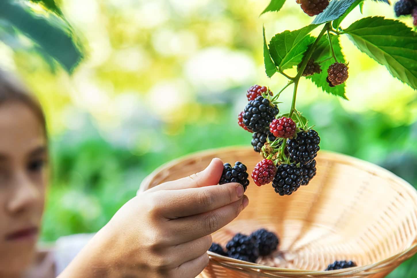 An image of a child holding a rattan basket harvesting blackberries in the garden.