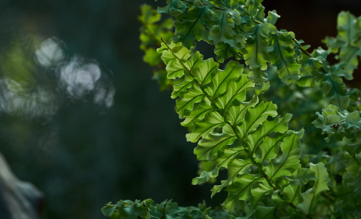 An image of fresh green Boston fern leaves.