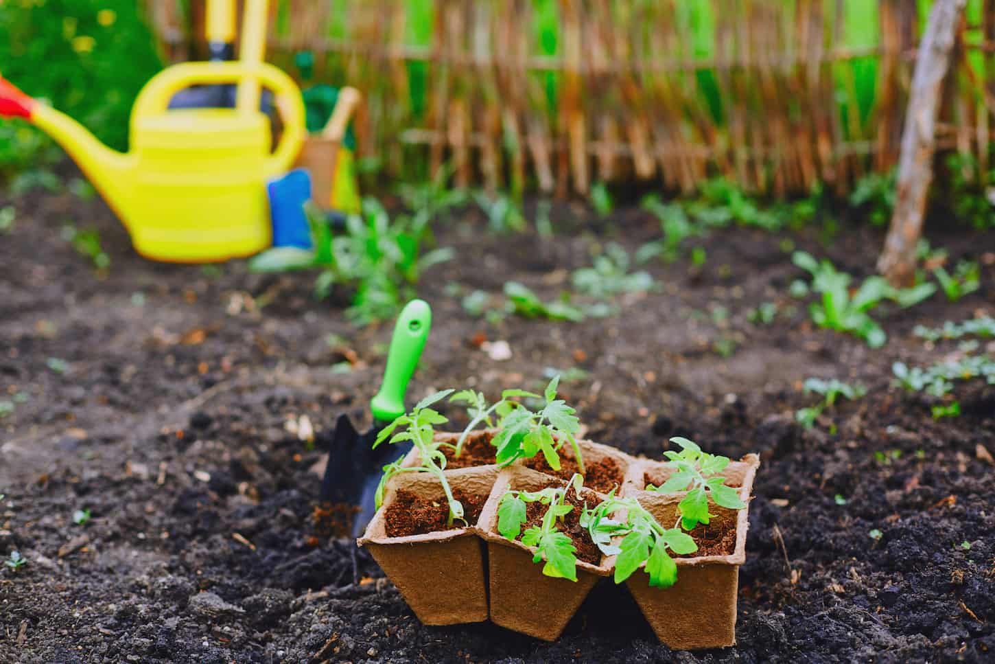 An image of tomato seedlings in small peat pots ready for replanting.