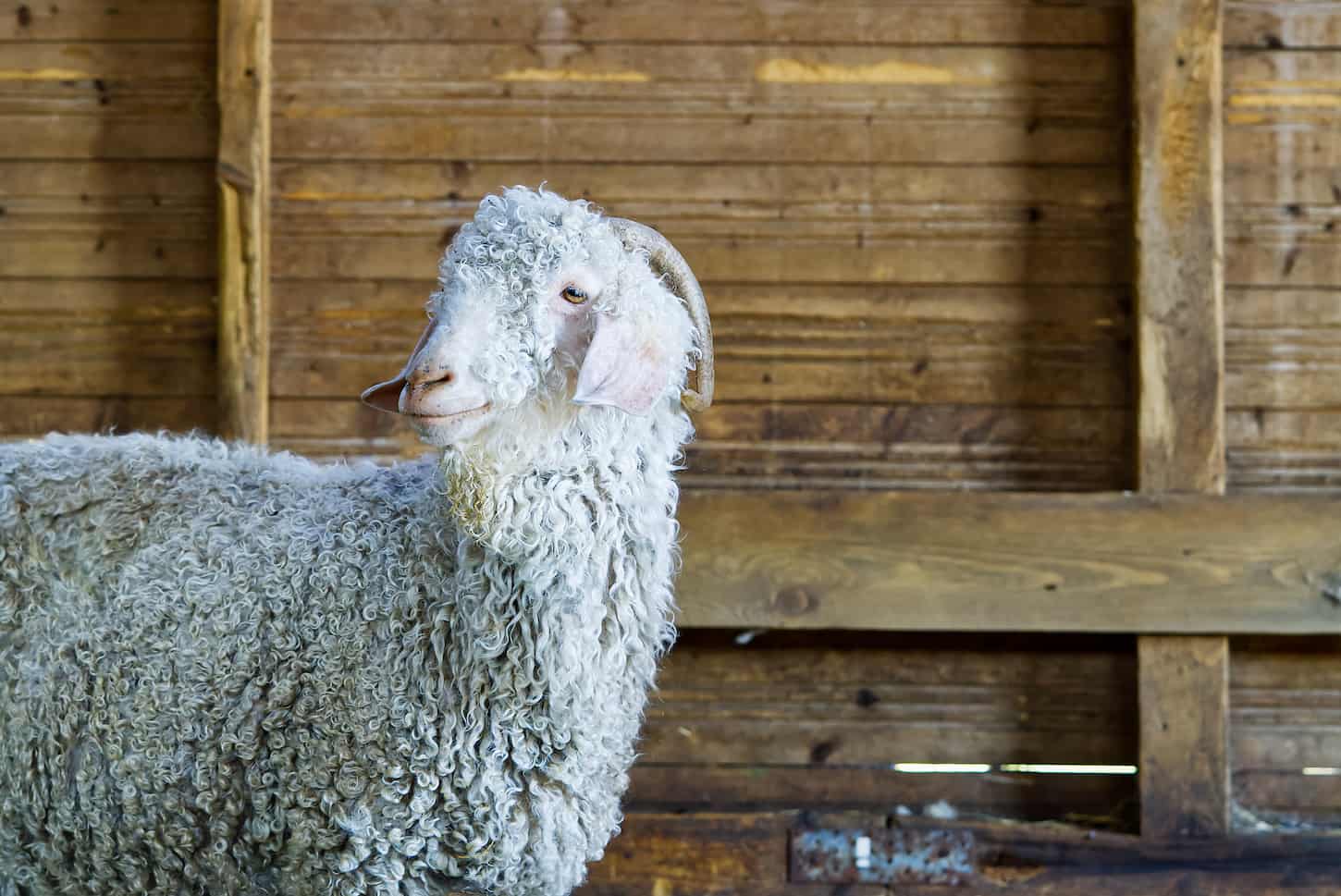 An image of a white goat inside the stable.