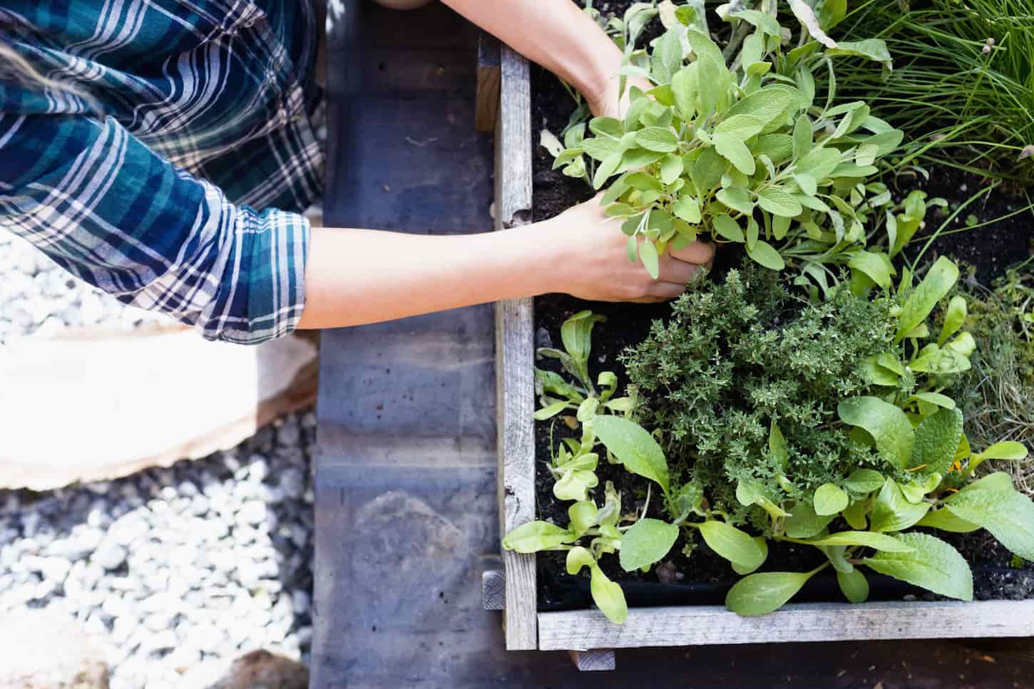 An image of a Woman planting herbs in an herb garden.