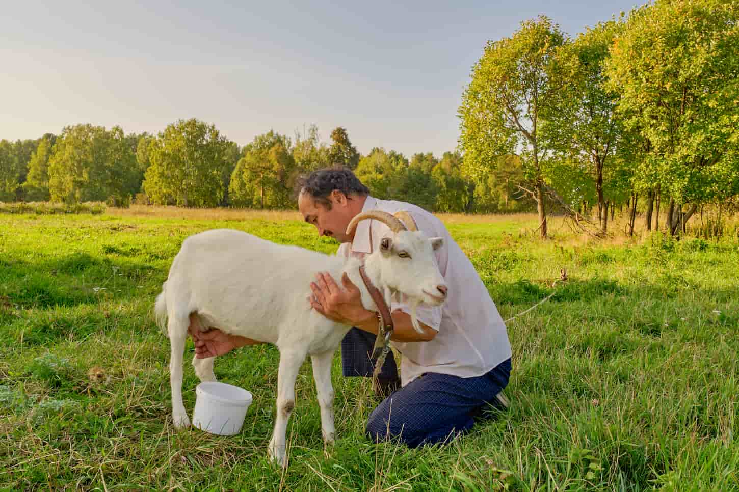 How Much Milk Does A Goat Produce Per Day? Guide By Breed