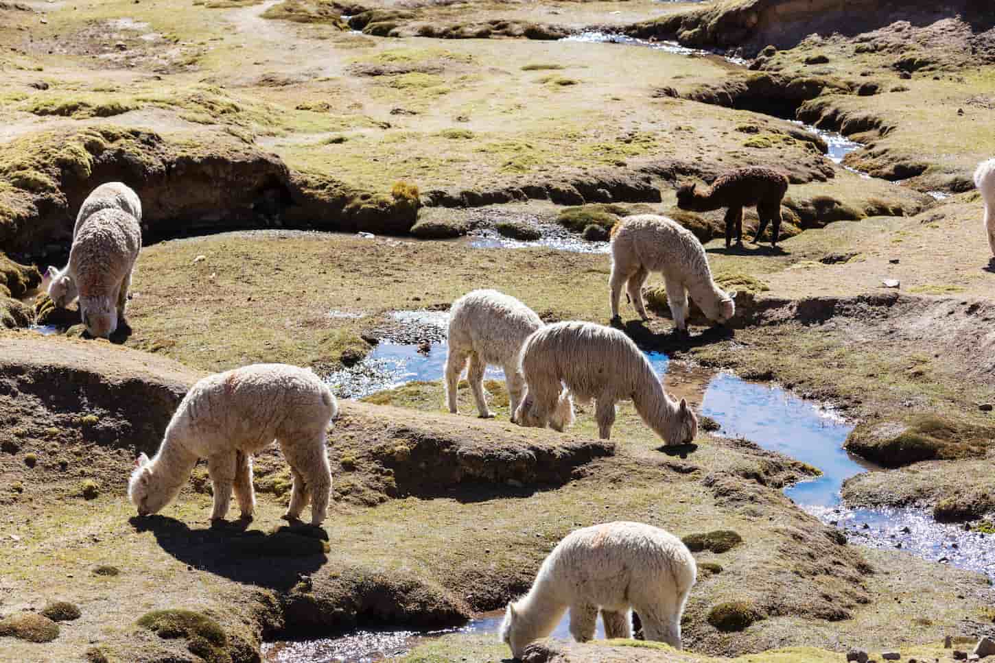 An image of an alpaca drinking from the water stream.