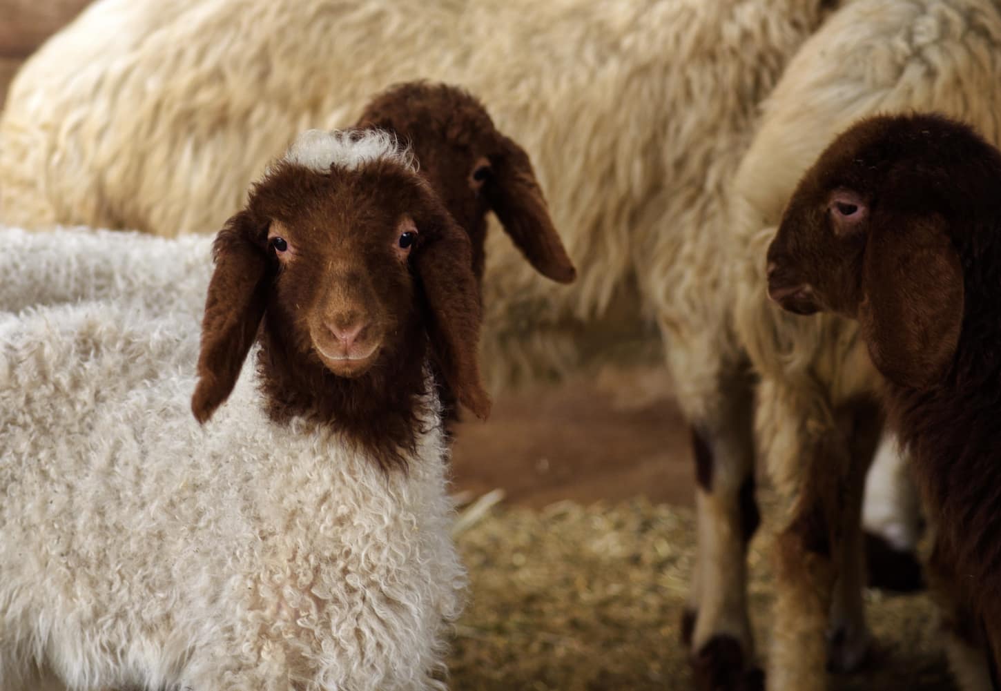 An image of baby goats in a farmyard.