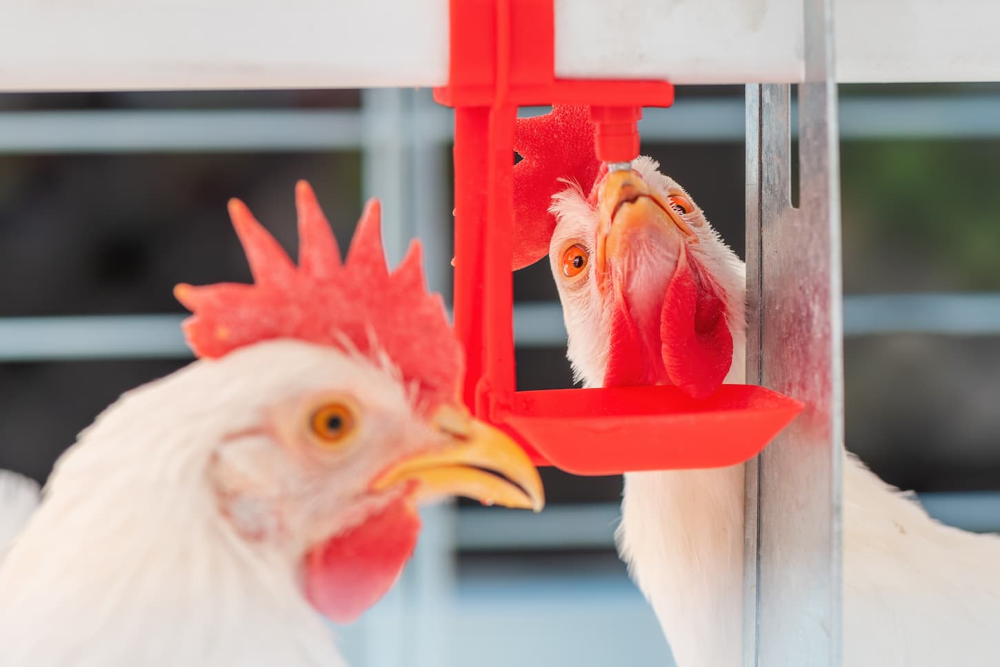 An image of chicken hens drinking water in a cage.
