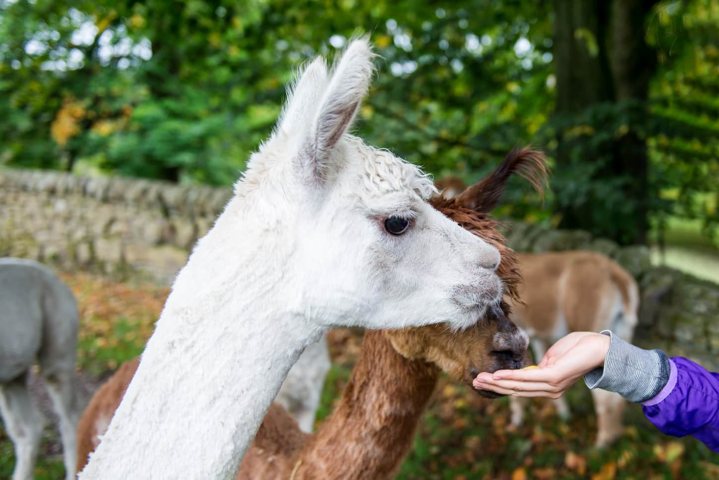 An image of two cute and sheared llamas in a countryside.