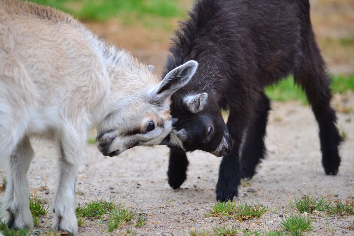 An image of two goat kids playing in the meadow.