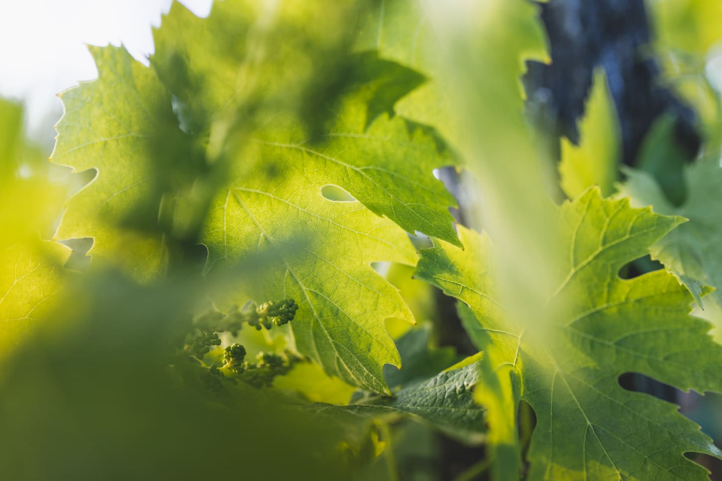 An image of green vine leaves.