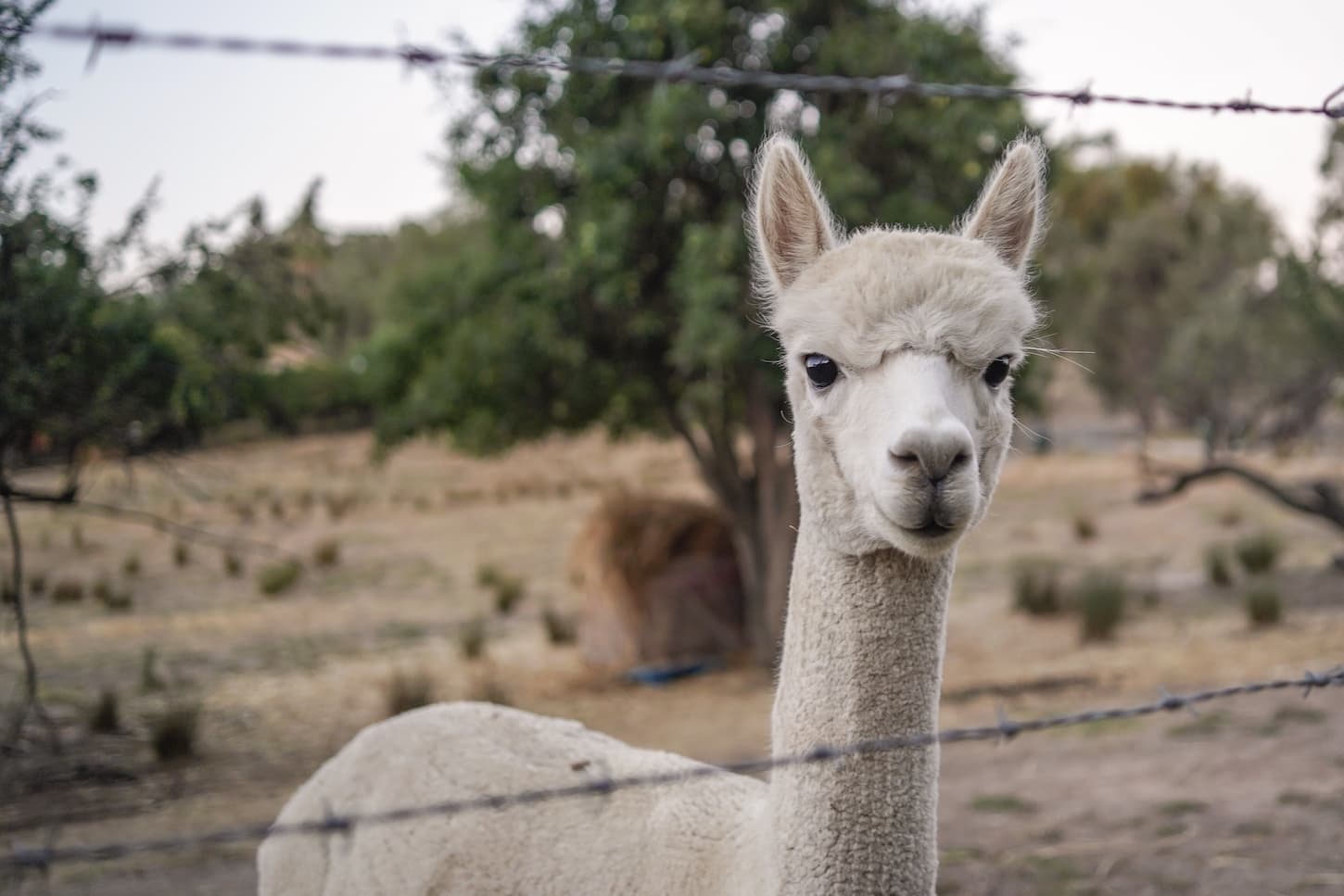 An image of an alpaca in the farm..