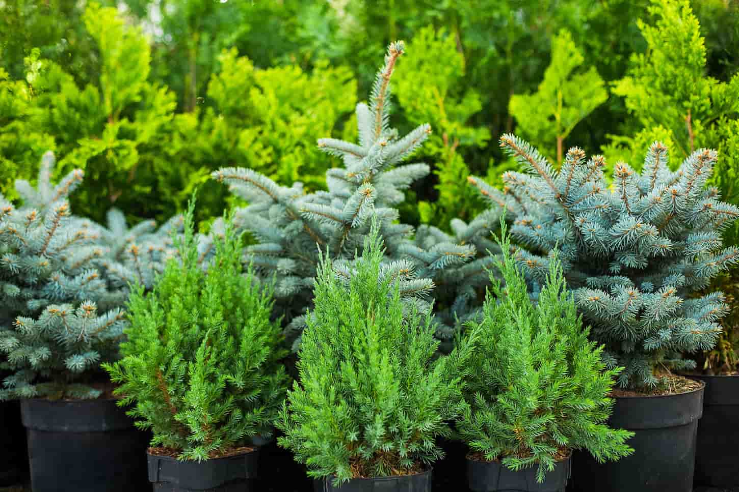 An image of Fir, pine, spruce, and juniper. Ornamental trees and bushes.