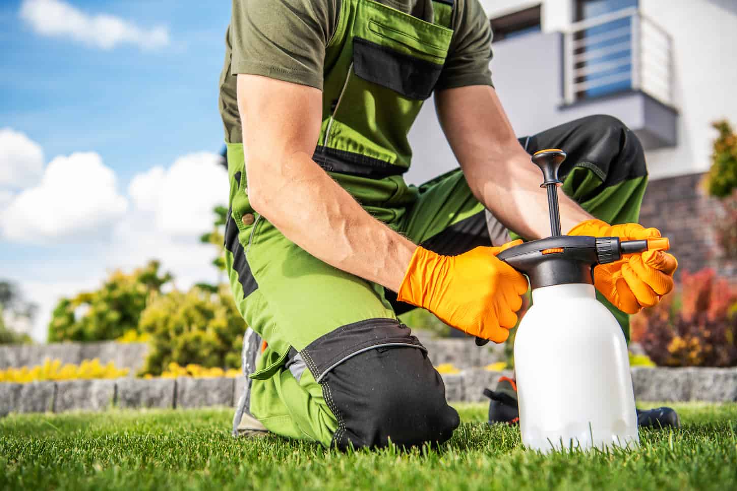 An image of a Latin man cutting green plants with gardening scissors in his garden.