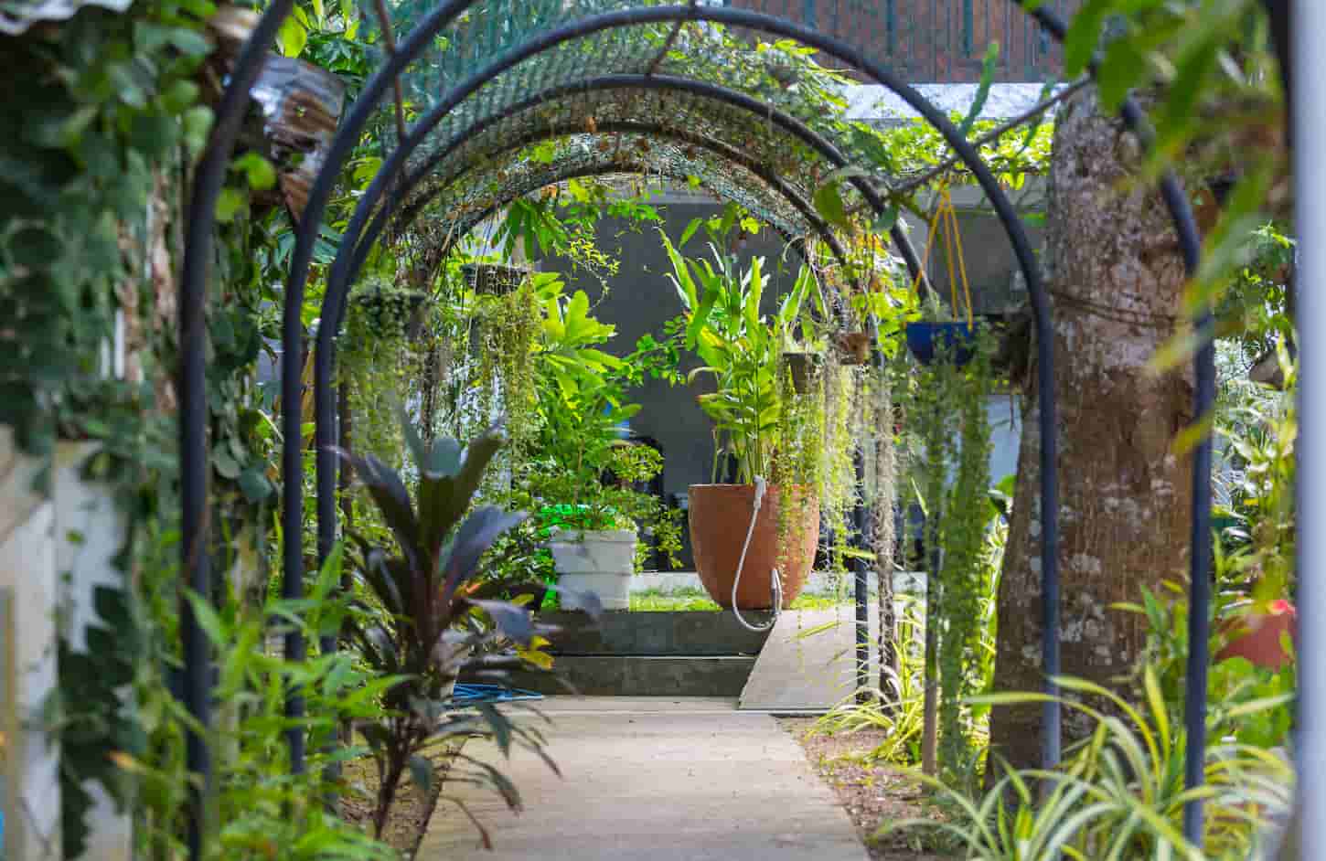 An image of Green plants and flowers in the summer garden.