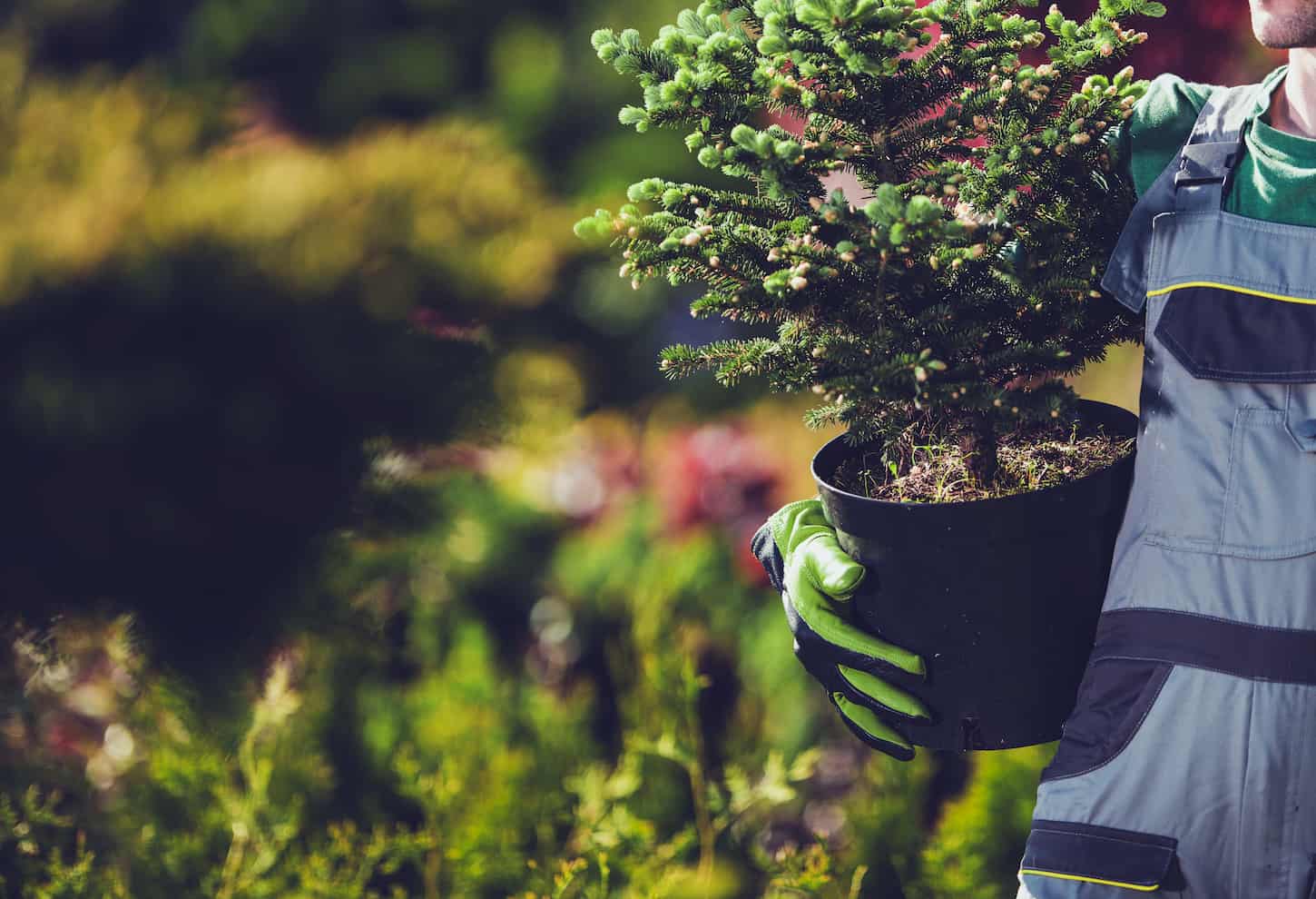 An image of a Caucasian Gardener with a Small Spruce Tree holding a spruce tree to be planted in the Garden.
