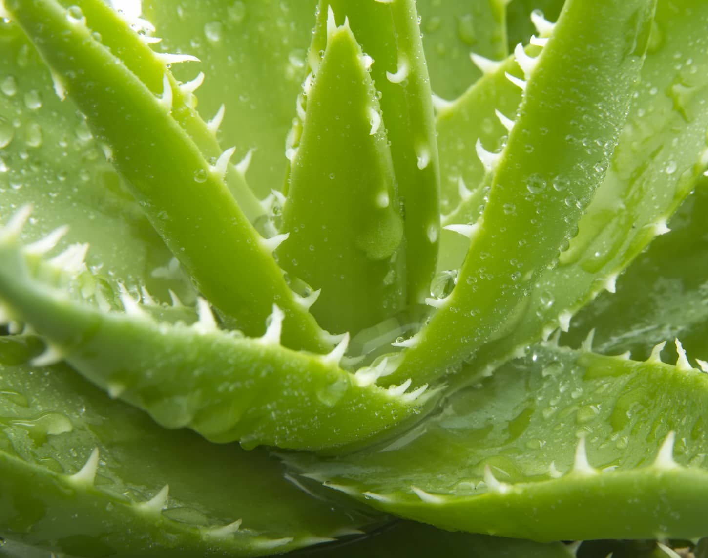 An image of an Aloe vera with water drops isolated on white background.