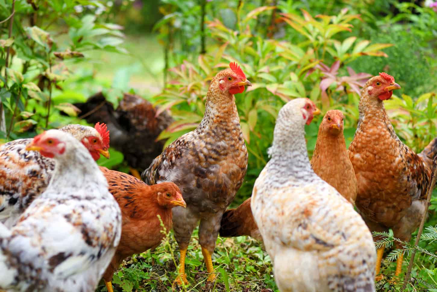 An image of Hens in field organic farm. Free range chickens on a lawn.