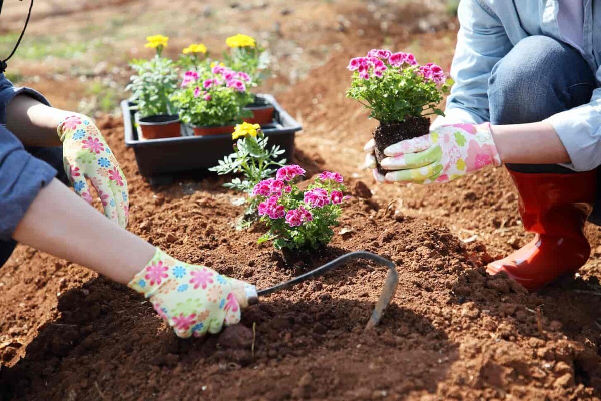 An image of different flowers planted in a vegetable garden in spring.