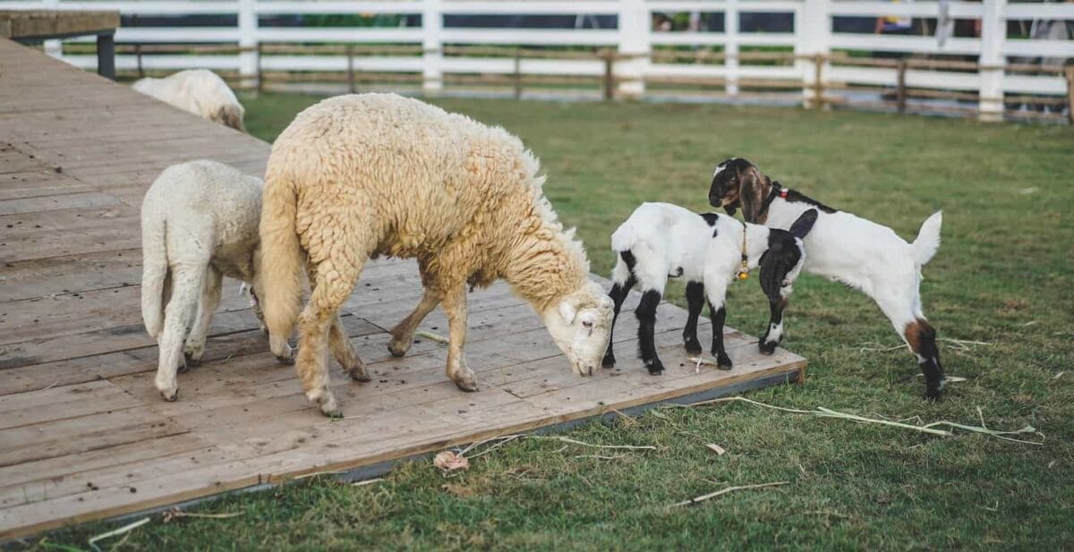 An image of a flock of Sheep and lamb in farm house.