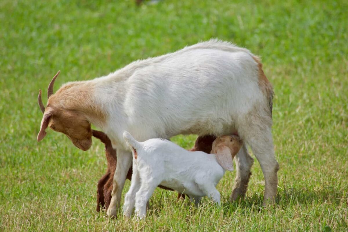 moments-in-nature-a-mother-goat-nurses-her-kid-2022-11-10-10-11-36-utc