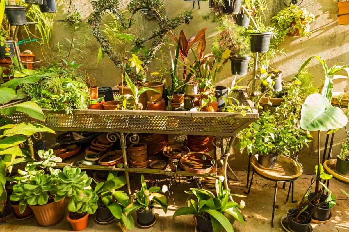 An image of Plant pots with different plants prepared for replanting.