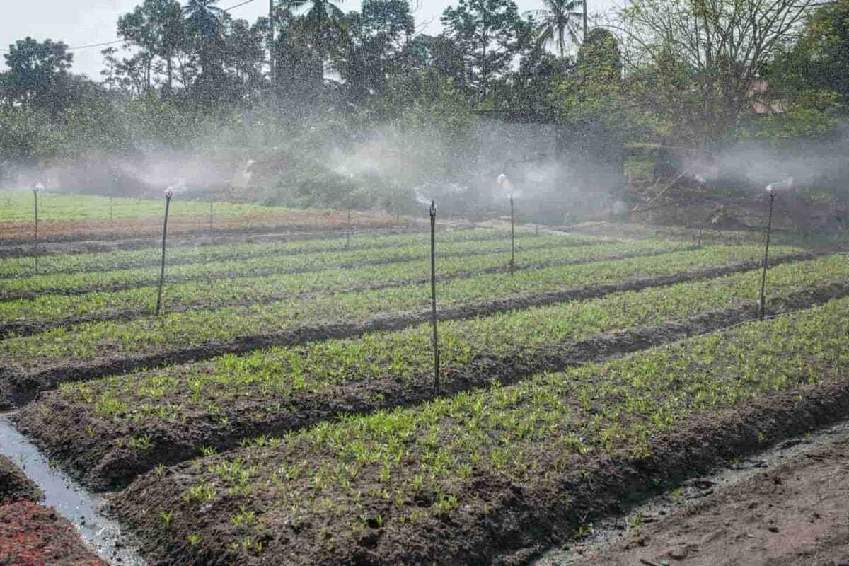 An image of a sprinkler being spread on a farm full of different types of growing plants.