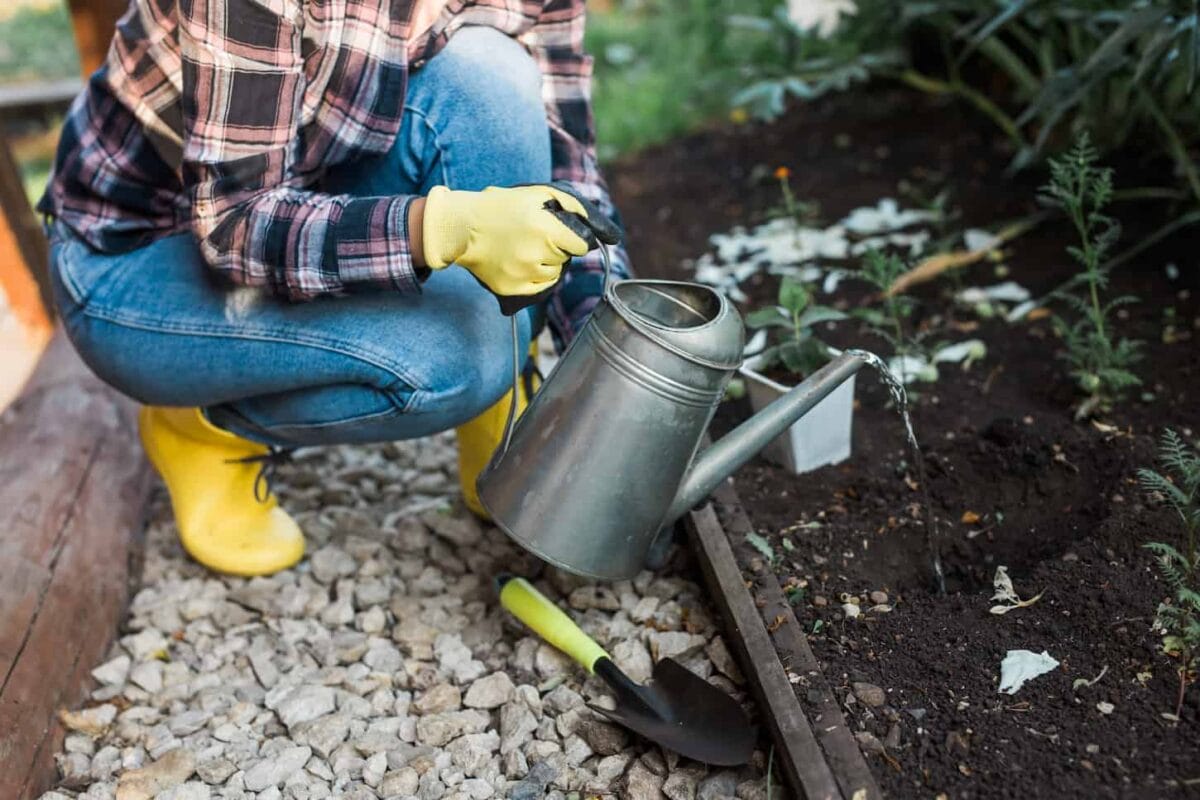 An image of a Woman in her garden watering with a watering can plant in the garden. Concept gardening spring and bio and ecological.