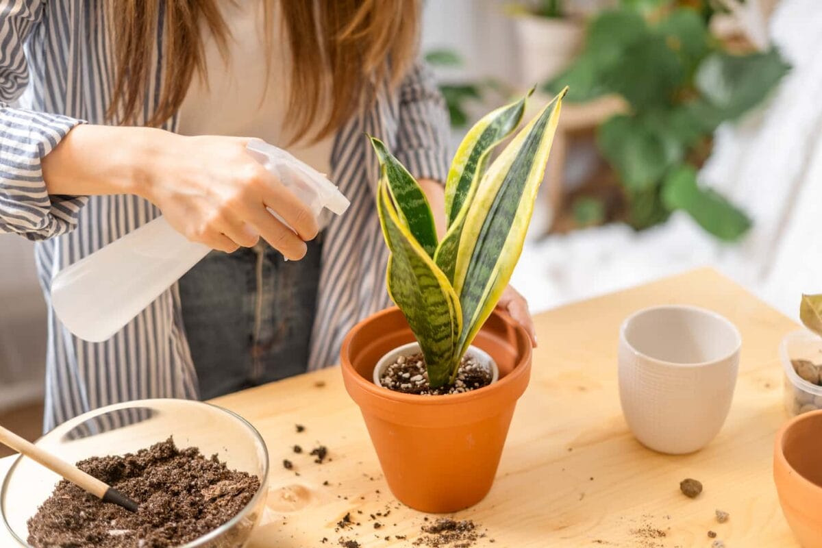 An image of a Woman watering and sprinkling plants.