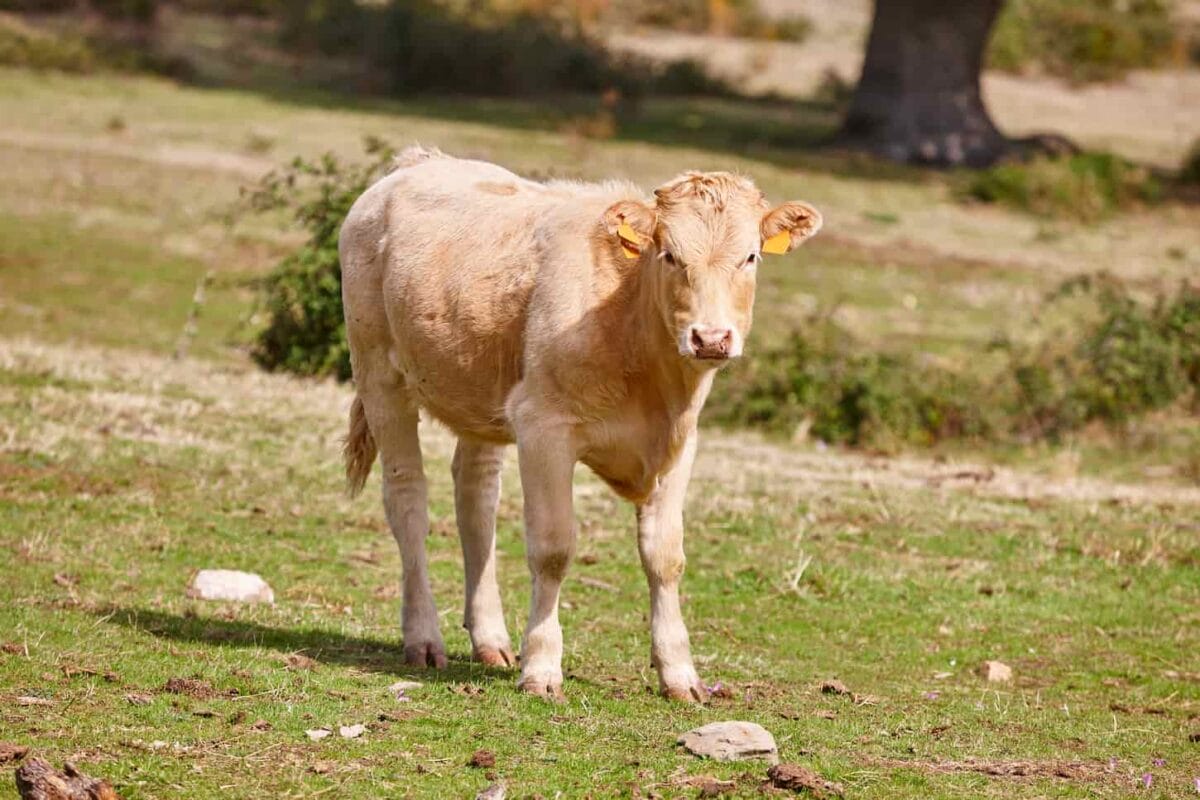 An image of a Calf grazing in the pasture countryside.